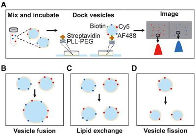 Single-vesicle intensity and colocalization fluorescence microscopy to study lipid vesicle fusion, fission, and lipid exchange